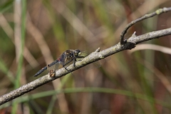 David Plant Photography - Wildlife Photography - White-faced darter - D